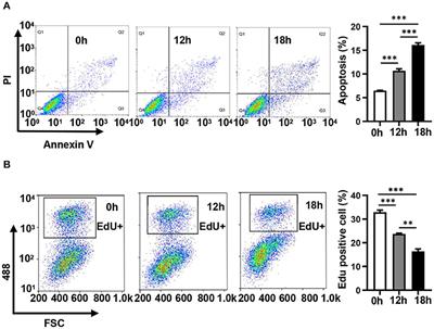 RNA-Binding Protein MSI2 Binds to miR-301a-3p and Facilitates Its Distribution in Mitochondria of Endothelial Cells